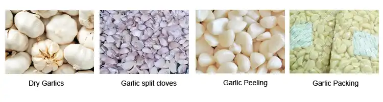 garlic processing1